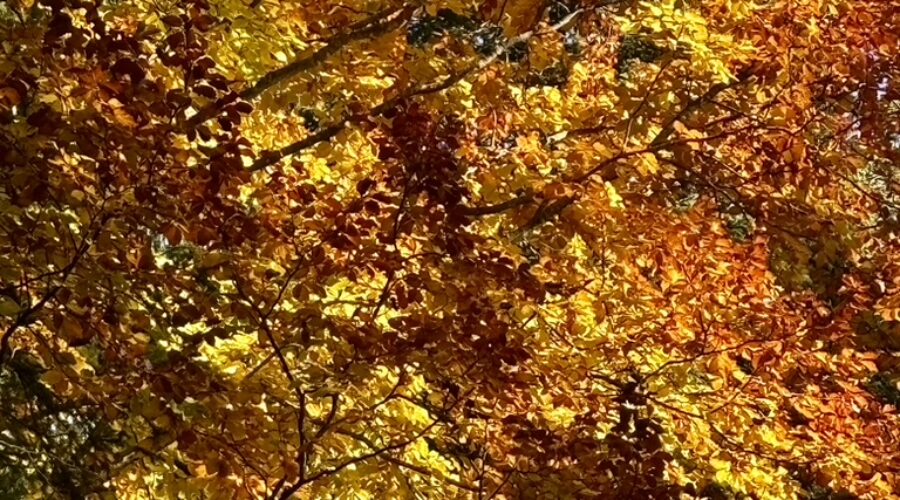 A16C54FF-1D93-4D2B-88F4-D5DAC73875B3_1_105_c